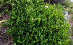 August Beauty Gardenia - 3 Gallon Pot 5 August Beauty Gardenia - 3 Gallon Pot -Garden Plant Shop Picture Gardenia August Beauty 2