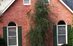 Weeping Yaupon Holly (Ilex Vomitoria 'Pendula') - 7 Gallon Pot (3-4') 6 Weeping Yaupon Holly (Ilex Vomitoria 'Pendula') - 7 Gallon Pot (3-4') -Garden Plant Shop Picture Holly Weeping Yaupon 1 3