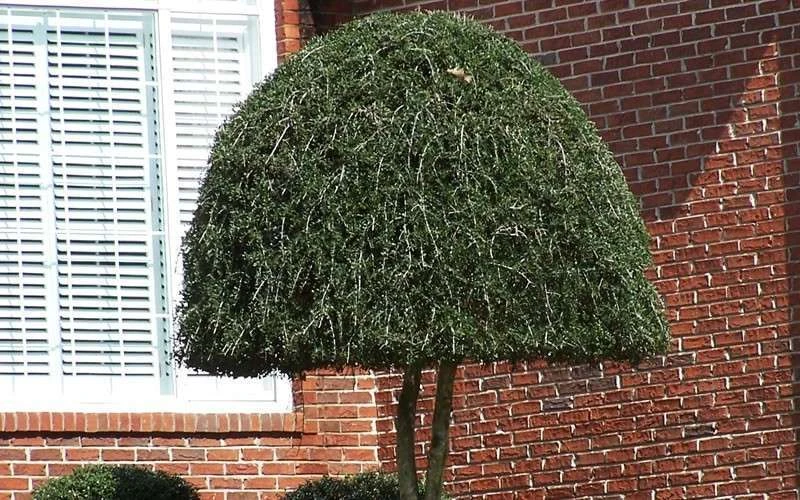 Weeping Yaupon Holly (Ilex vomitoria 'Pendula') - 7 Gallon Pot (3-4') Weeping Yaupon Holly (Ilex Vomitoria 'Pendula') - 7 Gallon Pot (3-4') -Garden Plant Shop Picture Holly Weeping Yaupon 4