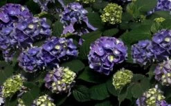Bloomstruck Endless Summer Hydrangea - 2 Gallon Pot -Garden Plant Shop Picture Hydrangea Bloomstruck