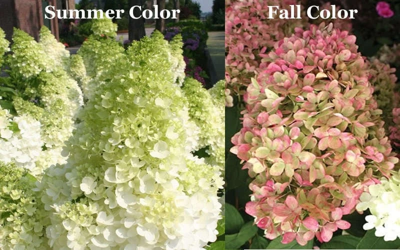 Limelight PeeGee Hydrangea - Single Trunk Topiary Tree - 5 Gallon Pot Limelight PeeGee Hydrangea - Single Trunk Topiary Tree - 5 Gallon Pot -Garden Plant Shop Picture Hydrangea Limelight 3 1