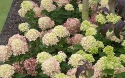 Little Lime Hydrangea - 2 Gallon Pot 5 Little Lime Hydrangea - 2 Gallon Pot -Garden Plant Shop Picture Hydrangea Little Lime 2 1