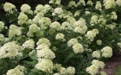 Little Lime Hydrangea - 1 Gallon Pot 4 Little Lime Hydrangea - 1 Gallon Pot -Garden Plant Shop Picture Hydrangea Little Lime 3 4
