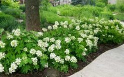 Pee Wee Dwarf Oakleaf Hydrangea - 1 Gallon Pot -Garden Plant Shop Picture Hydrangea Oakleaf Pee Wee Border