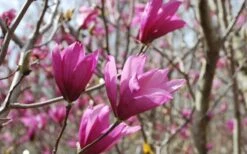Ann Magnolia Tulip Tree - 5 Gallon Pot -Garden Plant Shop Picture Magnolia Ann 1