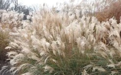 Adagio Dwarf Maiden Grass - Miscanthus Sinensis - 1 Gallon Pot -Garden Plant Shop Picture Maiden Grass Adagio Dwarf 2