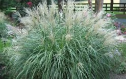 Adagio Dwarf Maiden Grass - Miscanthus Sinensis - 1 Gallon Pot -Garden Plant Shop Picture Maiden Grass Adagio Dwarf
