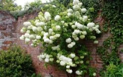 Chinese Snowball Viburnum Bush - 3 Gallon Pot 5 Chinese Snowball Viburnum Bush - 3 Gallon Pot -Garden Plant Shop Picture Viburnum Chinese Snowball Espalier 1