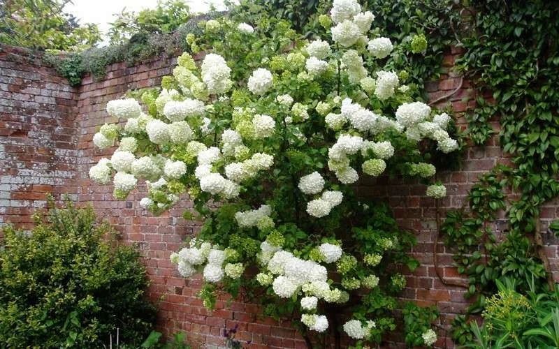 Chinese Snowball Viburnum Bush - 3 Gallon Pot Chinese Snowball Viburnum Bush - 3 Gallon Pot -Garden Plant Shop Picture Viburnum Chinese Snowball Espalier 1