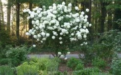 Chinese Snowball Viburnum Bush - 3 Gallon Pot 6 Chinese Snowball Viburnum Bush - 3 Gallon Pot -Garden Plant Shop Picture Viburnum Chinese Snowball Tree 1 1