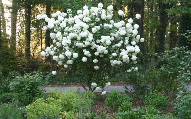 Chinese Snowball Viburnum Bush - 3 Gallon Pot Chinese Snowball Viburnum Bush - 3 Gallon Pot -Garden Plant Shop Picture Viburnum Chinese Snowball Tree 1 1