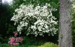 Chinese Snowball Viburnum Bush - 3 Gallon Pot 7 Chinese Snowball Viburnum Bush - 3 Gallon Pot -Garden Plant Shop Picture Viburnum Chinese Snowball Tree 2 1