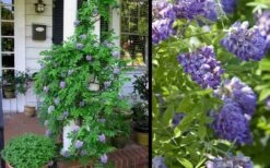 Amethyst Falls Wisteria Vine - 3 Gallon Pot -Garden Plant Shop Picture Wisteria Amethyst Falls 2