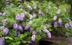 Amethyst Falls Wisteria Vine - 3 Gallon Pot -Garden Plant Shop Picture Wisteria Amethyst Falls 5