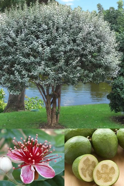 Pineapple Guava - Feijoa sellowiana - 3 Gallon Pot Pineapple Guava - Feijoa Sellowiana - 3 Gallon Pot -Garden Plant Shop Pineapple Guava 500x750 2