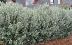 Pineapple Guava - Feijoa Sellowiana - 3 Gallon Pot 6 Pineapple Guava - Feijoa Sellowiana - 3 Gallon Pot -Garden Plant Shop Pineapple Guava Hedge 2