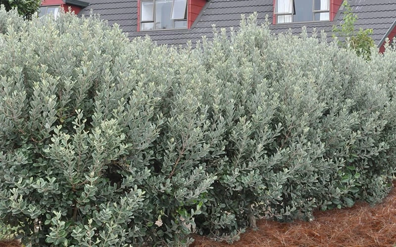 Pineapple Guava - Feijoa sellowiana - 3 Gallon Pot Pineapple Guava - Feijoa Sellowiana - 3 Gallon Pot -Garden Plant Shop Pineapple Guava Hedge 2