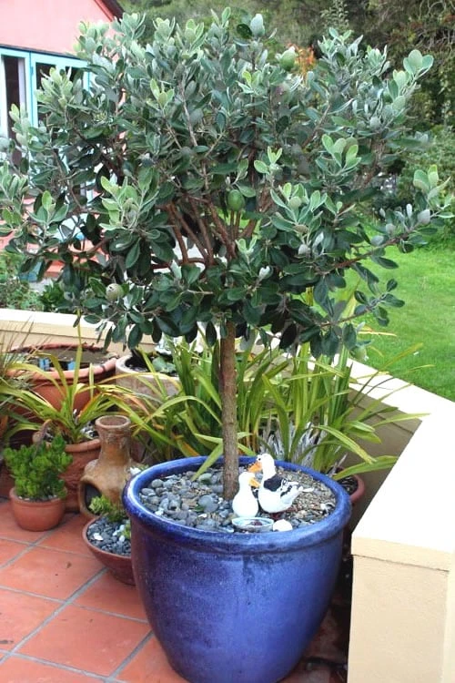 Pineapple Guava - Feijoa sellowiana - 3 Gallon Pot Pineapple Guava - Feijoa Sellowiana - 3 Gallon Pot -Garden Plant Shop Pineapple Guava In Pot 500x750 2