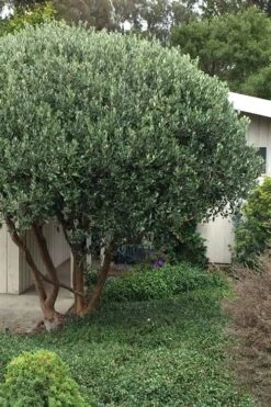 Pineapple Guava - Feijoa Sellowiana - 3 Gallon Pot 4 Pineapple Guava - Feijoa Sellowiana - 3 Gallon Pot -Garden Plant Shop Pineapple Guava Tree 21 1