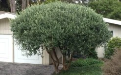 Pineapple Guava - Feijoa Sellowiana - 3 Gallon Pot 7 Pineapple Guava - Feijoa Sellowiana - 3 Gallon Pot -Garden Plant Shop Pineapple Guava Tree 22 1