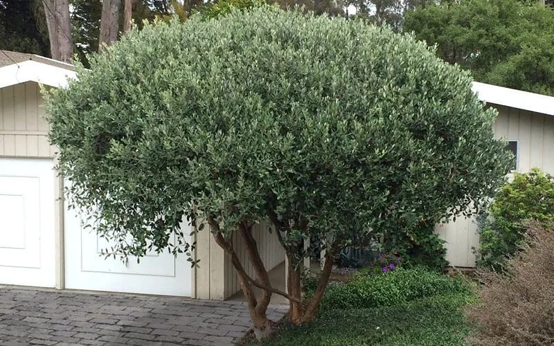 Pineapple Guava - Feijoa sellowiana - 3 Gallon Pot Pineapple Guava - Feijoa Sellowiana - 3 Gallon Pot -Garden Plant Shop Pineapple Guava Tree 22 1