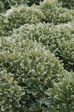 Mojo Dwarf Variegated Pittosporum - 1 Gallon Pot -Garden Plant Shop Pittosporum Mojo 11