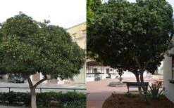 Green Pittosporum (Japanese Mock Orange) - 3 Gallon Pot 5 Green Pittosporum (Japanese Mock Orange) - 3 Gallon Pot -Garden Plant Shop Pittosporum Tree Form