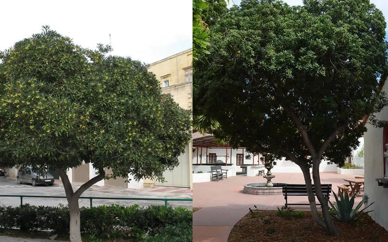 Green Pittosporum (Japanese Mock Orange) - 3 Gallon Pot Green Pittosporum (Japanese Mock Orange) - 3 Gallon Pot -Garden Plant Shop Pittosporum Tree Form