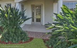 Pringles Dwarf Podocarpus Yew - 6 Pack Of 1 Gallon Pots -Garden Plant Shop Podocarpus Pringles 21 1