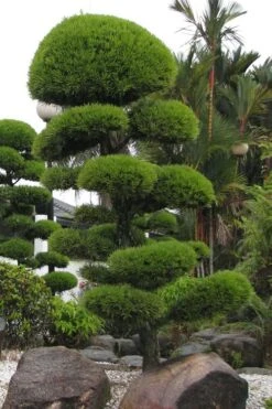 Podocarpus Macrophyllus Upright Yew - 3 Gallon Pot -Garden Plant Shop Podocarpus Upright Yew 10 1