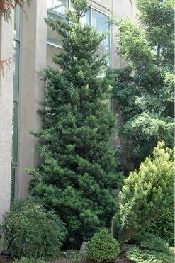 Podocarpus Macrophyllus Upright Yew - 3 Gallon Pot -Garden Plant Shop Podocarpus Upright Yew 500x750 2