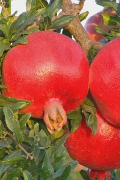 Salavatski Cold Hardy Russian Pomegranate - 3 Gallon Pot 5 Salavatski Cold Hardy Russian Pomegranate - 3 Gallon Pot -Garden Plant Shop Pomegranate Russian 26 Rev 500x750 1