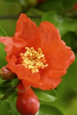 Salavatski Cold Hardy Russian Pomegranate - 3 Gallon Pot 4 Salavatski Cold Hardy Russian Pomegranate - 3 Gallon Pot -Garden Plant Shop Pomegranate Salavatski 3