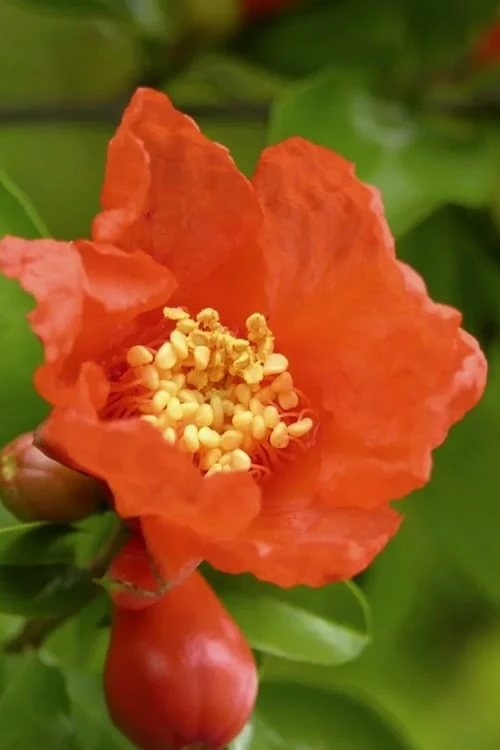 Salavatski Cold Hardy Russian Pomegranate - 3 Gallon Pot Salavatski Cold Hardy Russian Pomegranate - 3 Gallon Pot -Garden Plant Shop Pomegranate Salavatski 3