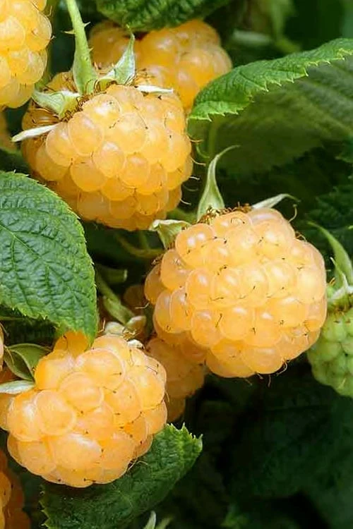 Fall Gold Raspberry - 1 Gallon Pot Fall Gold Raspberry - 1 Gallon Pot -Garden Plant Shop Raspberry Fall Gold 1