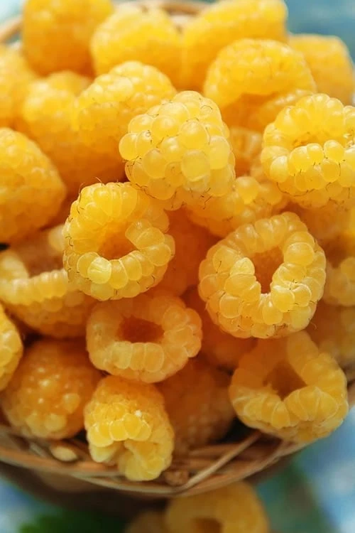 Fall Gold Raspberry - 1 Gallon Pot Fall Gold Raspberry - 1 Gallon Pot -Garden Plant Shop Raspberry Fall Gold 2