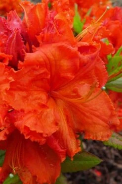 Gibraltar Azalea (Rhododendron) - 3 Gallon Pot -Garden Plant Shop Rhododendron Gibraltar 4