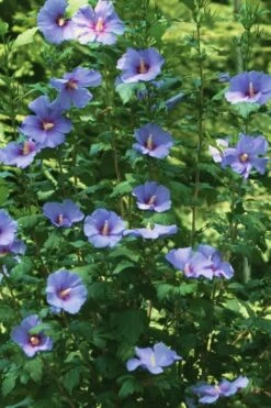 Blue Satin Rose Of Sharon - Hibiscus - Althea - 3 Gallon Pot -Garden Plant Shop Rose Of Sharon Blue Satin 11