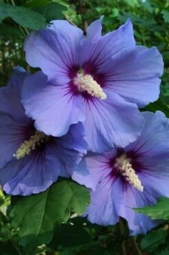 Blue Satin Rose Of Sharon - Hibiscus - Althea - 5 Gallon Pot