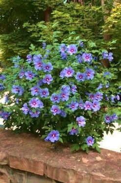 Blue Satin Rose Of Sharon - Hibiscus - Althea - 2 Gallon Pot 4 Blue Satin Rose Of Sharon - Hibiscus - Althea - 2 Gallon Pot -Garden Plant Shop Rose Of Sharon Blue Satin 16 1