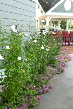 White Pillar Rose Of Sharon - 3 Gallon Pot -Garden Plant Shop Rose Of Sharon White Pillar 4 1