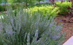 Arp Rosemary - 6 Pack Of Pint Pots 4 Arp Rosemary - 6 Pack Of Pint Pots -Garden Plant Shop Rosemary Arp Blooming