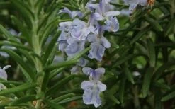 Arp Rosemary - 6 Pack Of Pint Pots 3 Arp Rosemary - 6 Pack Of Pint Pots -Garden Plant Shop Rosemary Arp Closeup 2