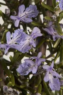 Barbeque Rosemary Plant - 1 Gallon Pot -Garden Plant Shop Rosemary Barbeque 13 1