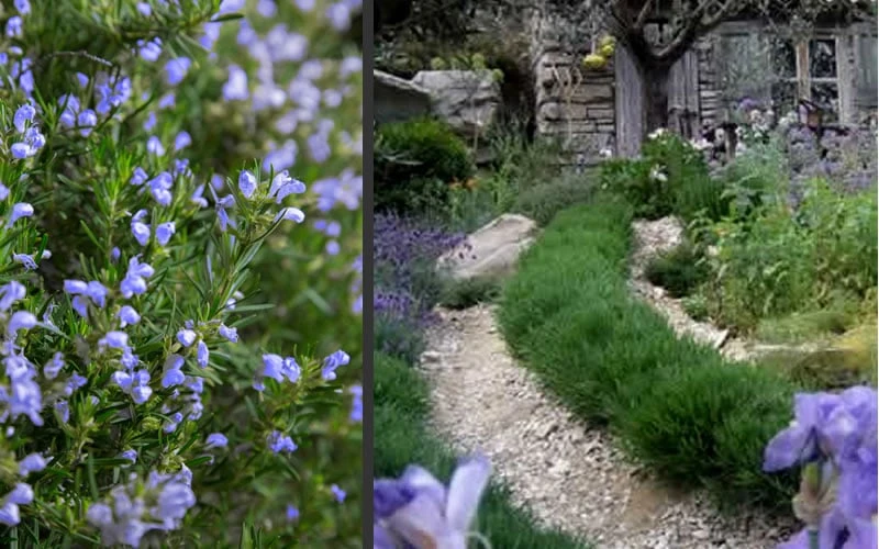 Chef's Choice Rosemary - Quart Pot Chef's Choice Rosemary - Quart Pot -Garden Plant Shop Rosemary Chefs Choice 2 1