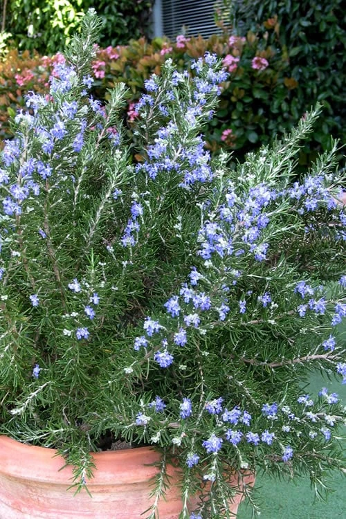 Chef's Choice Rosemary - Quart Pot Chef's Choice Rosemary - Quart Pot -Garden Plant Shop Rosemary Chefs Choice 500x750 2