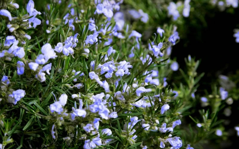 Chef's Choice Rosemary - Quart Pot Chef's Choice Rosemary - Quart Pot -Garden Plant Shop Rosemary Chefs Choice Flowers 1