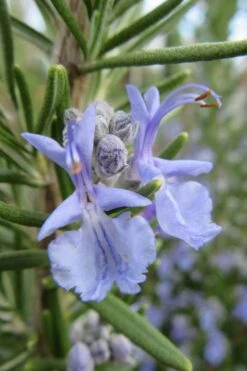 Prostrate Creeping Rosemary - 6 Pack Of Pint Pots 5 Prostrate Creeping Rosemary - 6 Pack Of Pint Pots -Garden Plant Shop Rosemary Prostrate 17