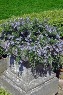 Prostrate Creeping Rosemary - 1 Gallon Pot -Garden Plant Shop Rosemary Prostrate 18 1