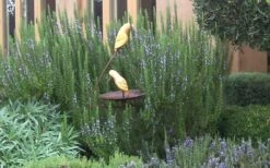 Tuscan Blue Rosemary - 1 Gallon Pot -Garden Plant Shop Rosemary Tuscan Blue 2